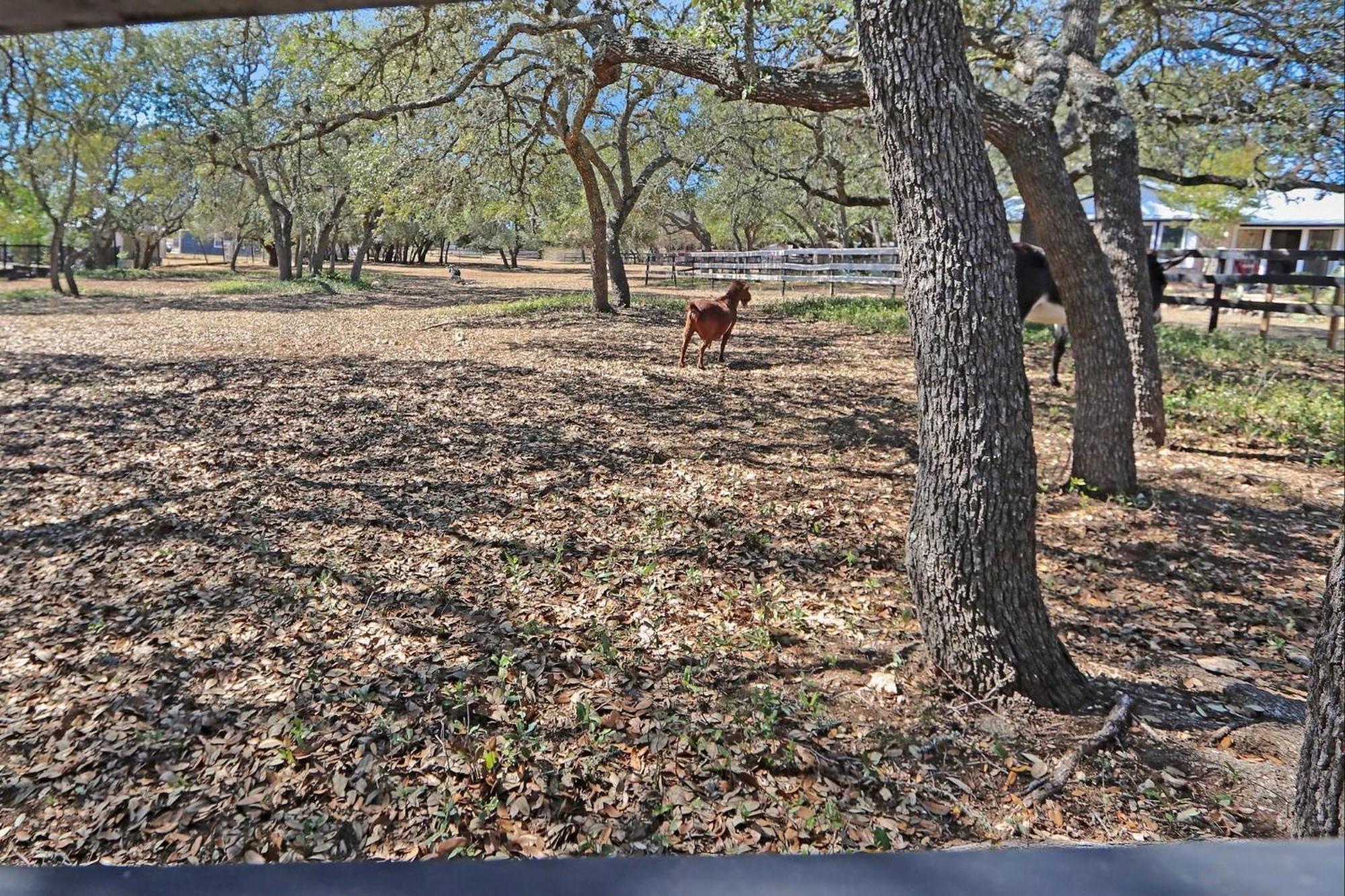 Red Donkey Cottage Wimberley Dış mekan fotoğraf